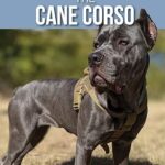 canecorso.jpg