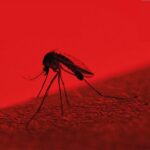 mosquito-image-1024x536.jpg