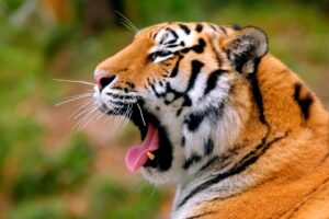 Golden triangle tour with Ranthambore by India golden Triangles Company.