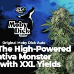 buds_url232.jpg