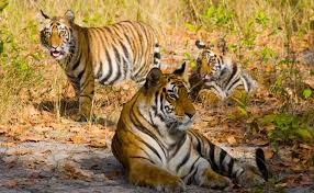 Golden Triangle Tour With Ranthambore by The Taj in India