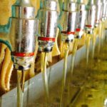 Mustard-Oil-Processing-Plant-Project-Report.jpg