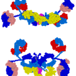 1-1-IgA-Antibodies-1.png