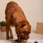 How-to-Choose-the-Right-Meals-for-Dogs-with-Sensitive-Stomachs.jpg