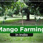 Mango-Farming-New-Blog-ezgif.com-webp-to-jpg-converter.jpg