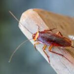 pest-control-queens-ny.jpg