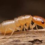 queens-pest-control.jpg