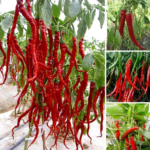 Chilli-Pepper-Seeds.png