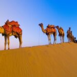 Desert-Camel_VIVA-India.jpg