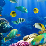 Desktop-fish-wallpapers-HD.jpg