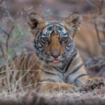 RANTHAMBORE-2.jpg