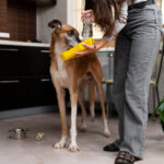 The-Ultimate-Guide-to-Choosing-the-Best-Wet-Dog-Food-for-Your-Dog.jpg