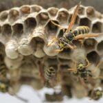 wasp-nest.jpg