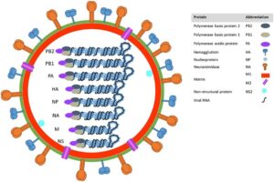 Creative Diagnostics Launches Advanced Influenza A Virus Mouse Models for Accelerated Research