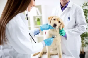 Animal Disinfectants Market Size to Reach USD 6.7 Billion by 2032