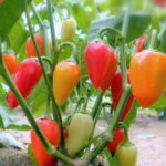 Buy-Pepper-Seeds1.png
