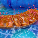 Campylobacter-Infections.jpg