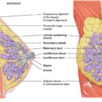 biopsy-for-diagnostic-purposes-9.jpg