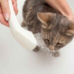 cat-taking-a-bath-2023-11-27-05-08-26-utc-1010x615-1.jpg