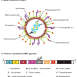 Pathogens-04-00682-g001.png