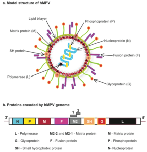 Human Metapneumovirus (HMPV)