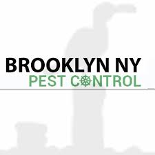 Why You Need Experts for Pest Control and Bee Removal