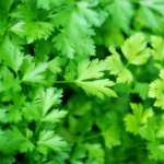 Parsley.webp