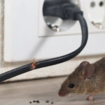 rodent-pest-control-houston.jpg