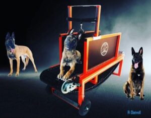 Finding the Perfect Dog Treadmill: Treadmill for dogs at treadmillfordogs.com