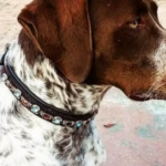 Bling-Collar-for-Dogs.png