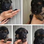German-Shepherd-puppies-for-Sale.jpg