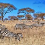 Kenya-safaris-4.jpg