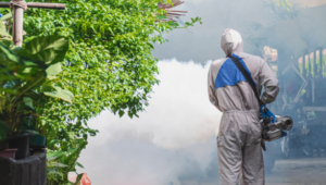 Keeping Your Space Safe: Disinfection and Termite Control in Singapore