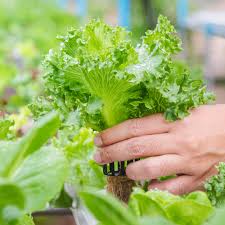 Growing Hydroponic Mesclun Greens: A Fresh Take on Sustainable Gardening
