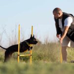 dog-trainer-teaching-dog-run-though-obstacles-1.jpg