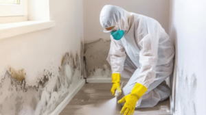 Why Is Mold Removal in Newport Beach More Common Than You Think?