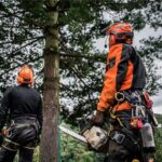 Charlotte-Tree-Removal-—-Brothers-Tree-service-Nc.jpg