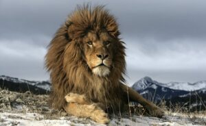 Lion Symbolism Meaning and Spiritual Power