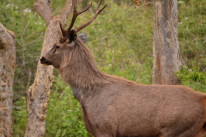 All about Sambar Deer Meaning and Symbolism
