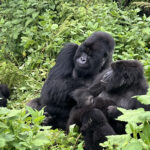 Tours-in-Rwanda.jpg