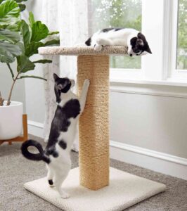 Why Your Feline Friend Deserves a Stylish and Functional Cat Scratcher House
