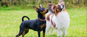 Dog Boarding Frederickson Affordable and Trusted Pet Stays