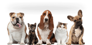 Find Your Perfect Furry Friend – Dogs for Sale in Chennai at Petbuy.in