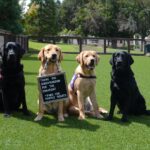 imgi_64_doggykingdom_donation.jpg