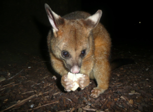 Need Possum Pest Control? Here’s What Melbourne Locals Should Know