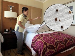 Effective Solutions for Bed Bug Removals | Trusted Experts
