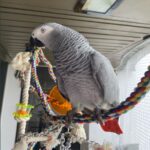 African-Grey-Parrots-for-sale.jpg
