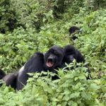 Book-a-trip-to-Rwanda.jpg