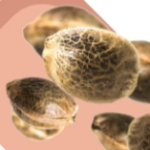 Feminized-seeds.png