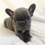 French-bulldog-puppies-for-sale.jpg
